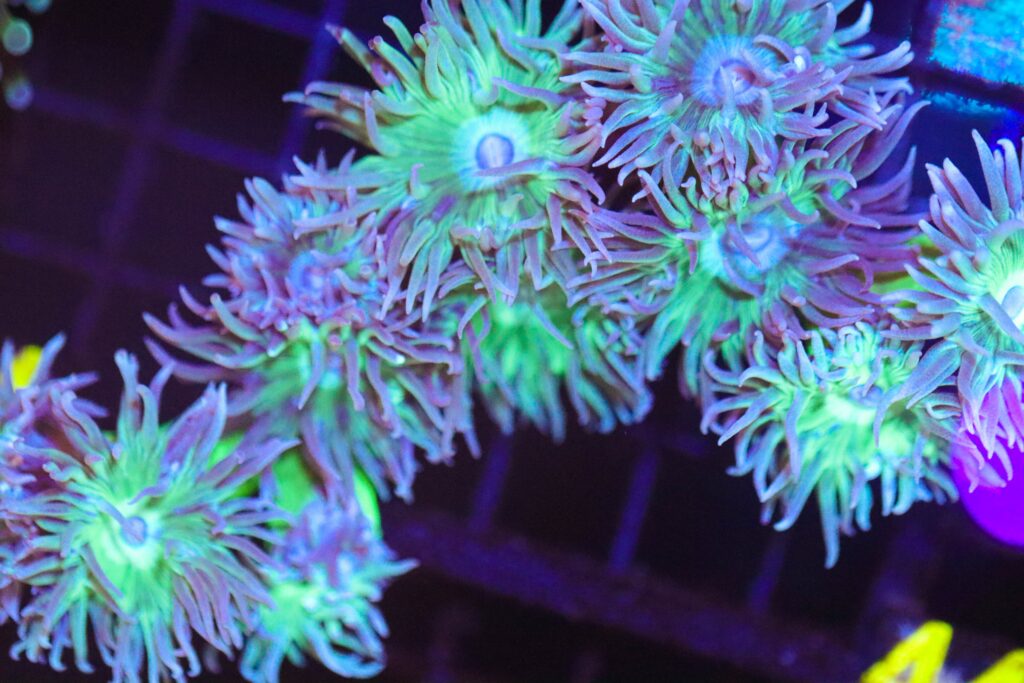 Frag Box Corals