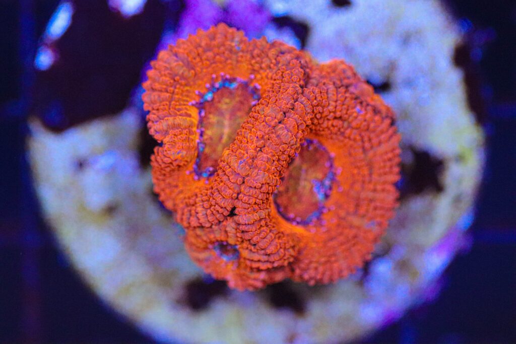 Frag Box Corals