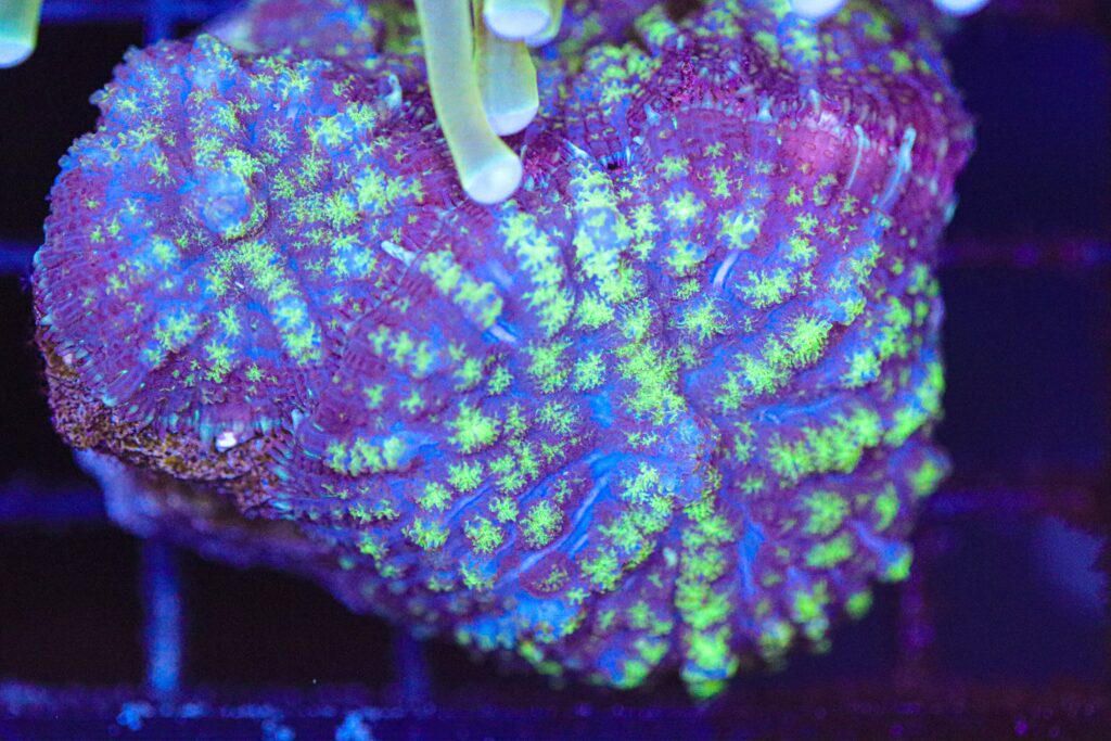 Frag Box Corals