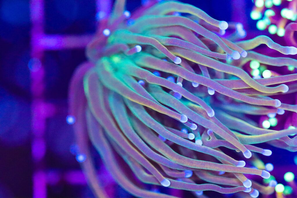 Frag Box Corals