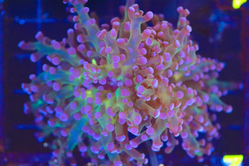 Frag Box Corals