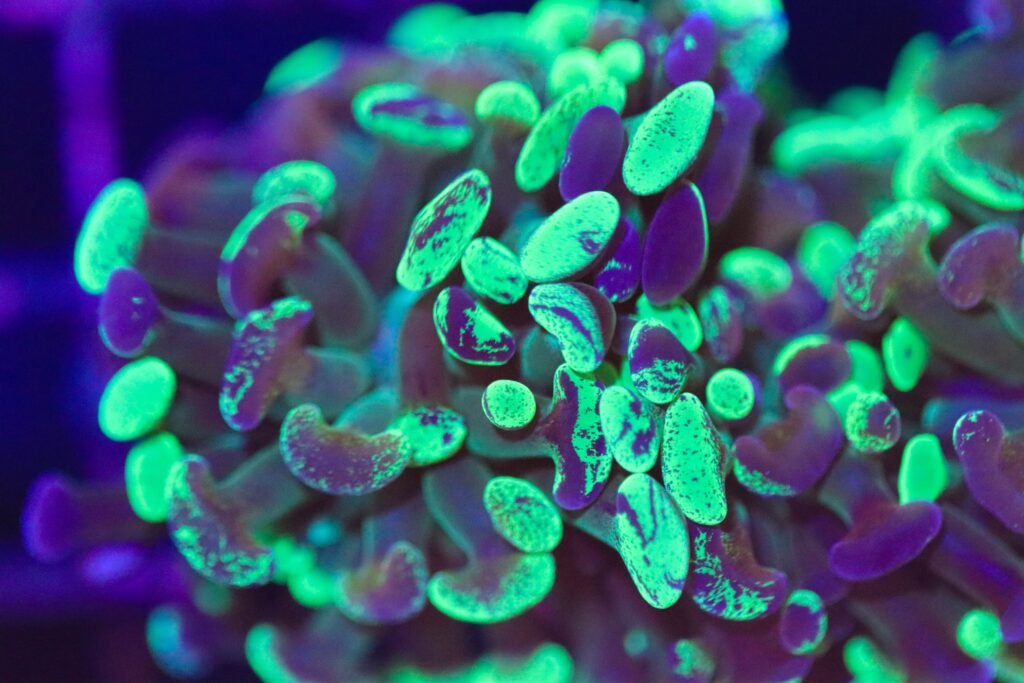 Frag Box Corals
