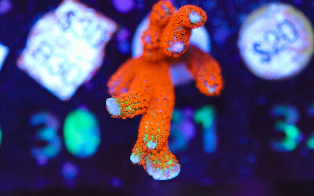 Frag Box Corals