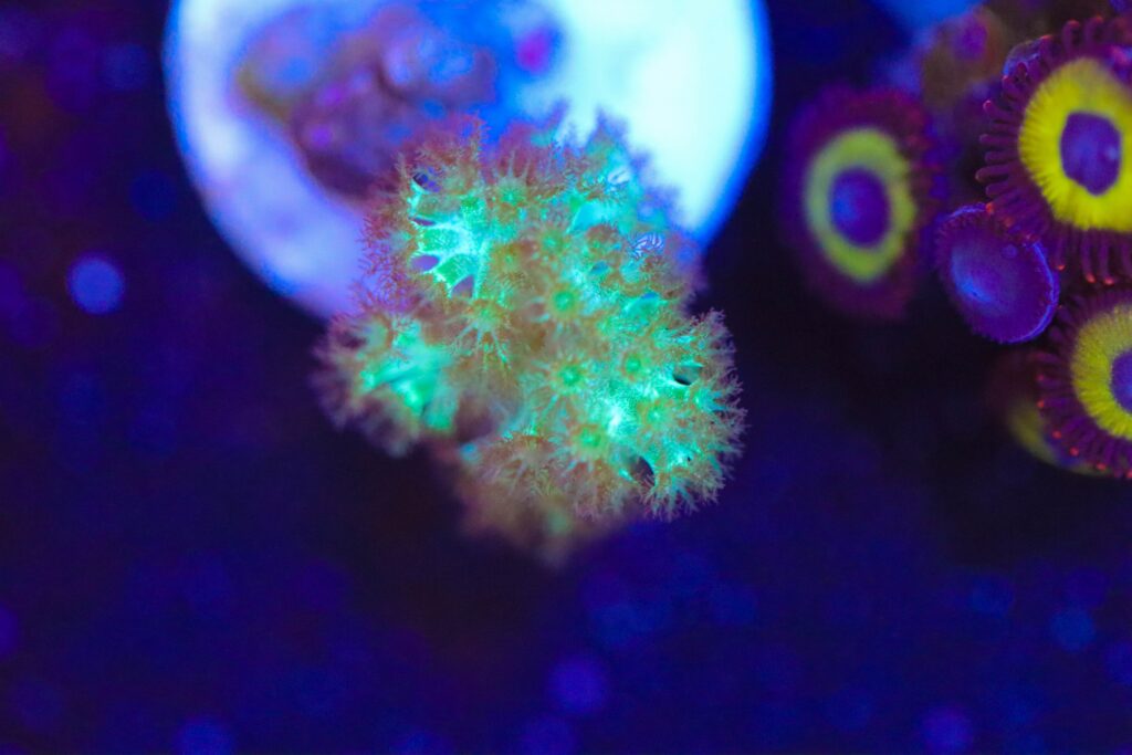 Frag Box Corals