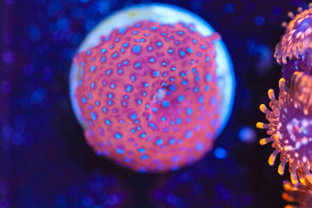 Frag Box Corals