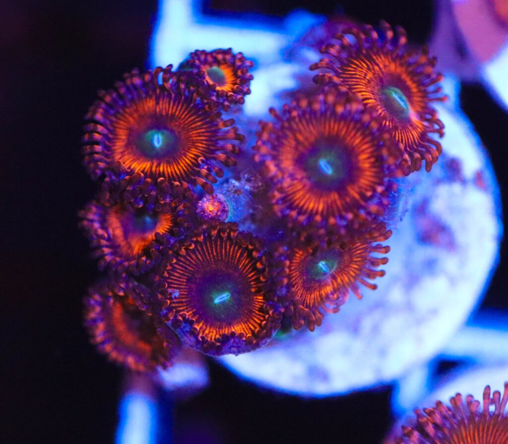 Frag Box Corals