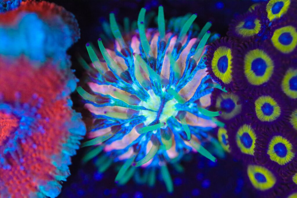 Frag Box Corals