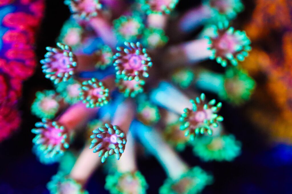 Frag Box Corals