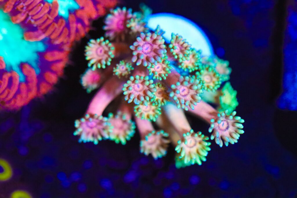 Frag Box Corals