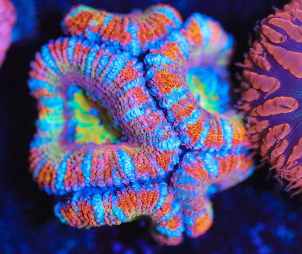 Frag Box Corals