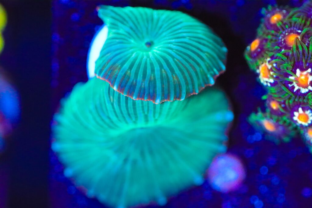 Frag Box Corals
