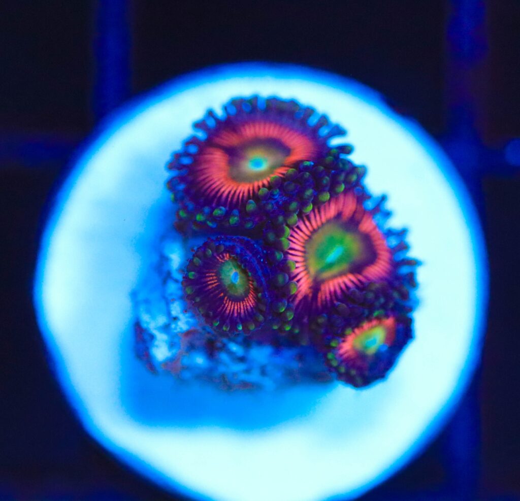 Frag Box Corals