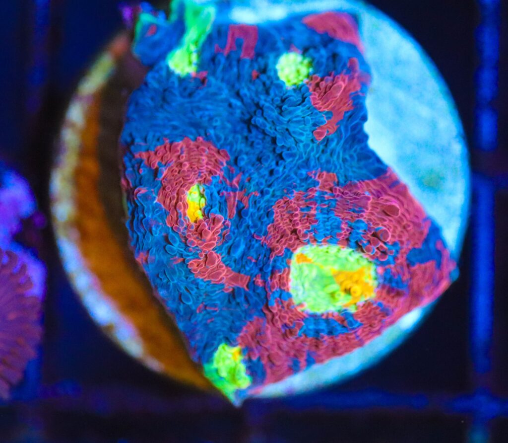Frag Box Corals
