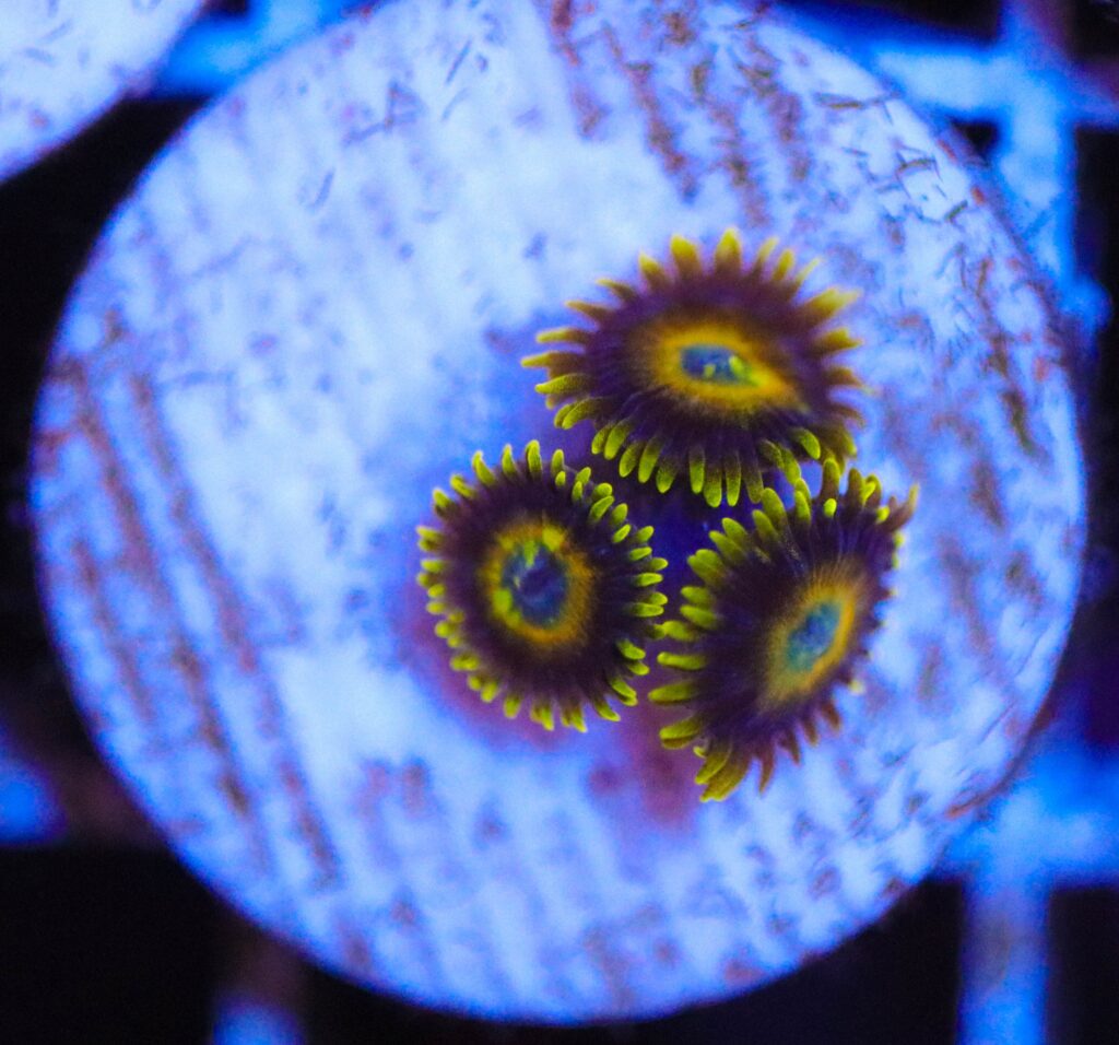 Frag Box Corals