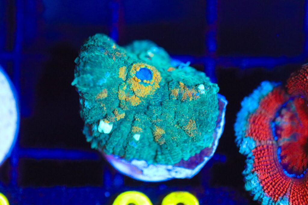 Frag Box Corals