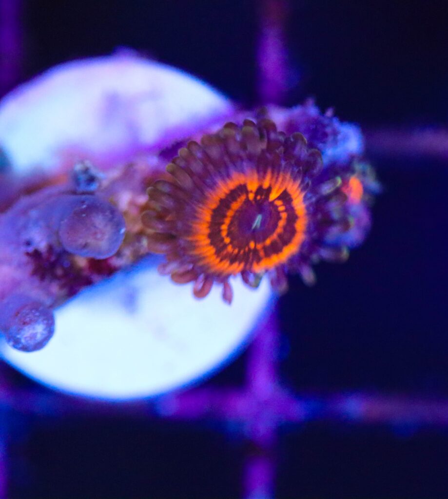 Frag Box Corals