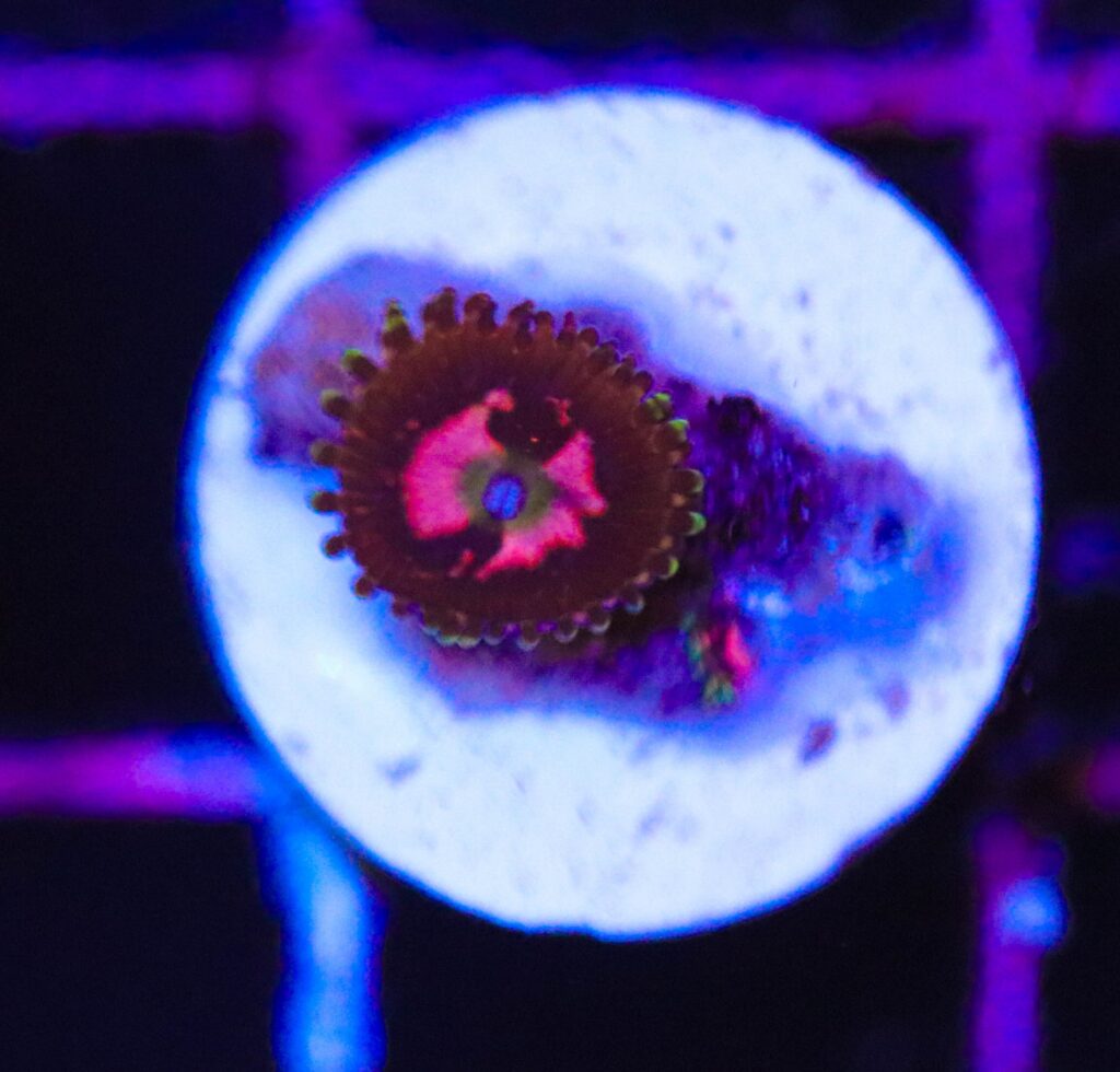 Frag Box Corals