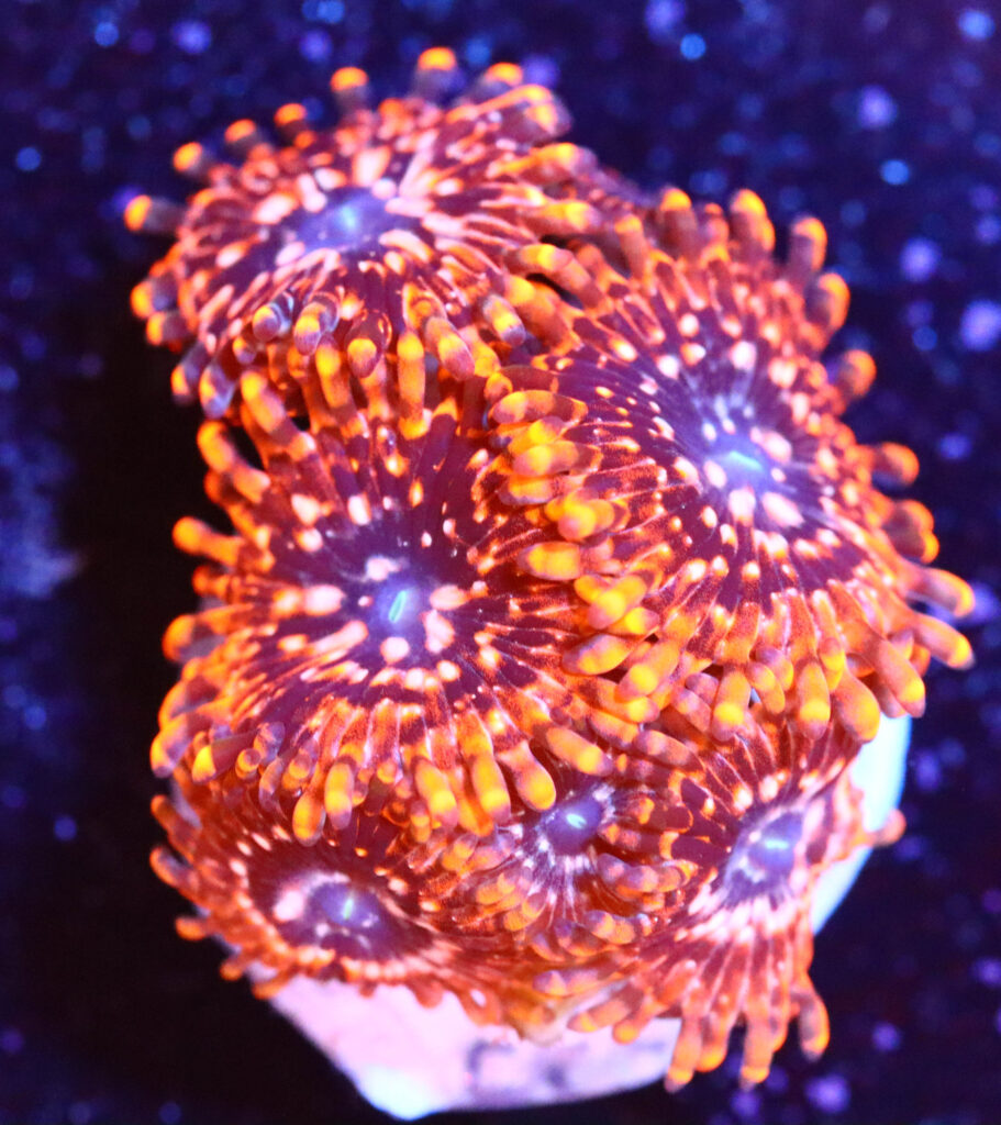 Frag Box Corals