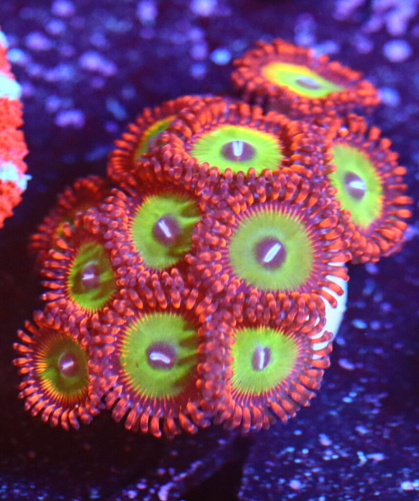 Frag Box Corals