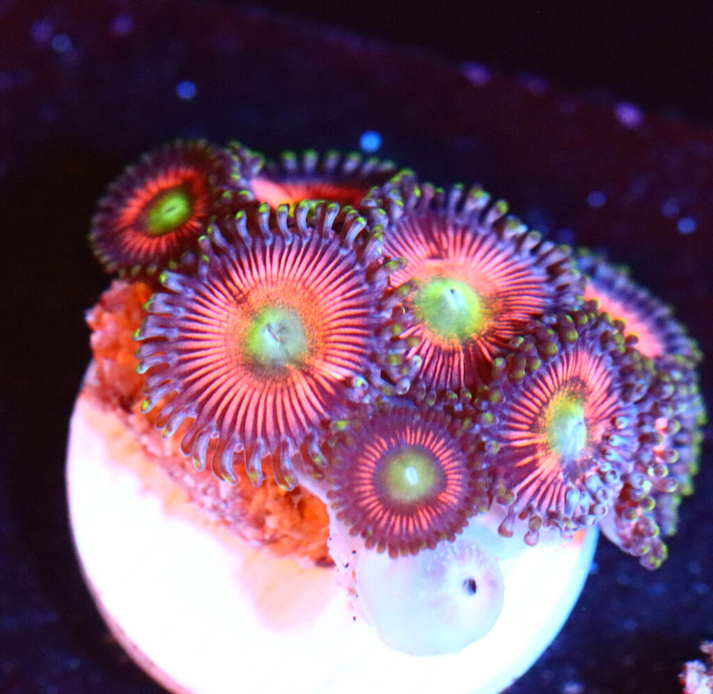 Frag Box Corals