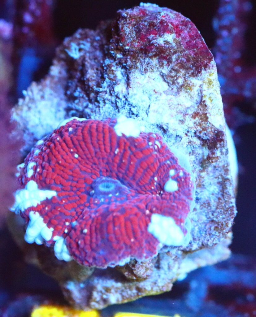 Frag Box Corals