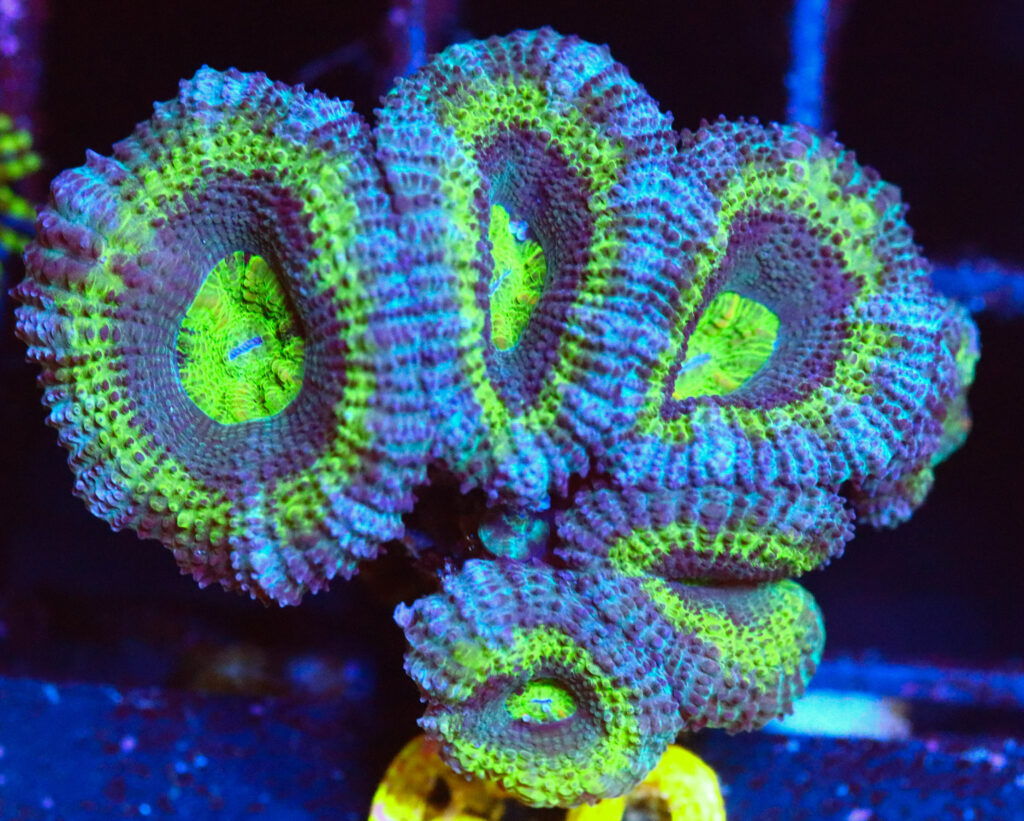 Frag Box Corals