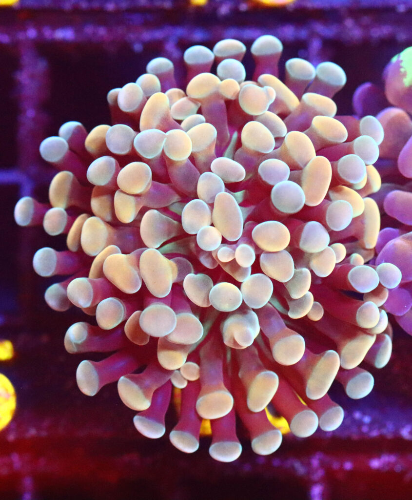 Frag Box Corals