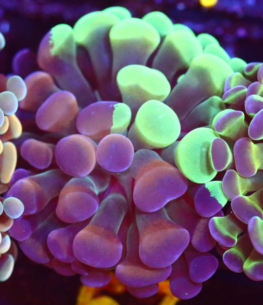 Frag Box Corals