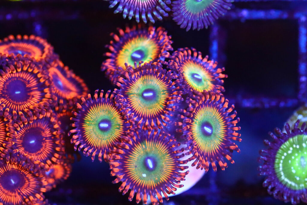 Frag Box Corals