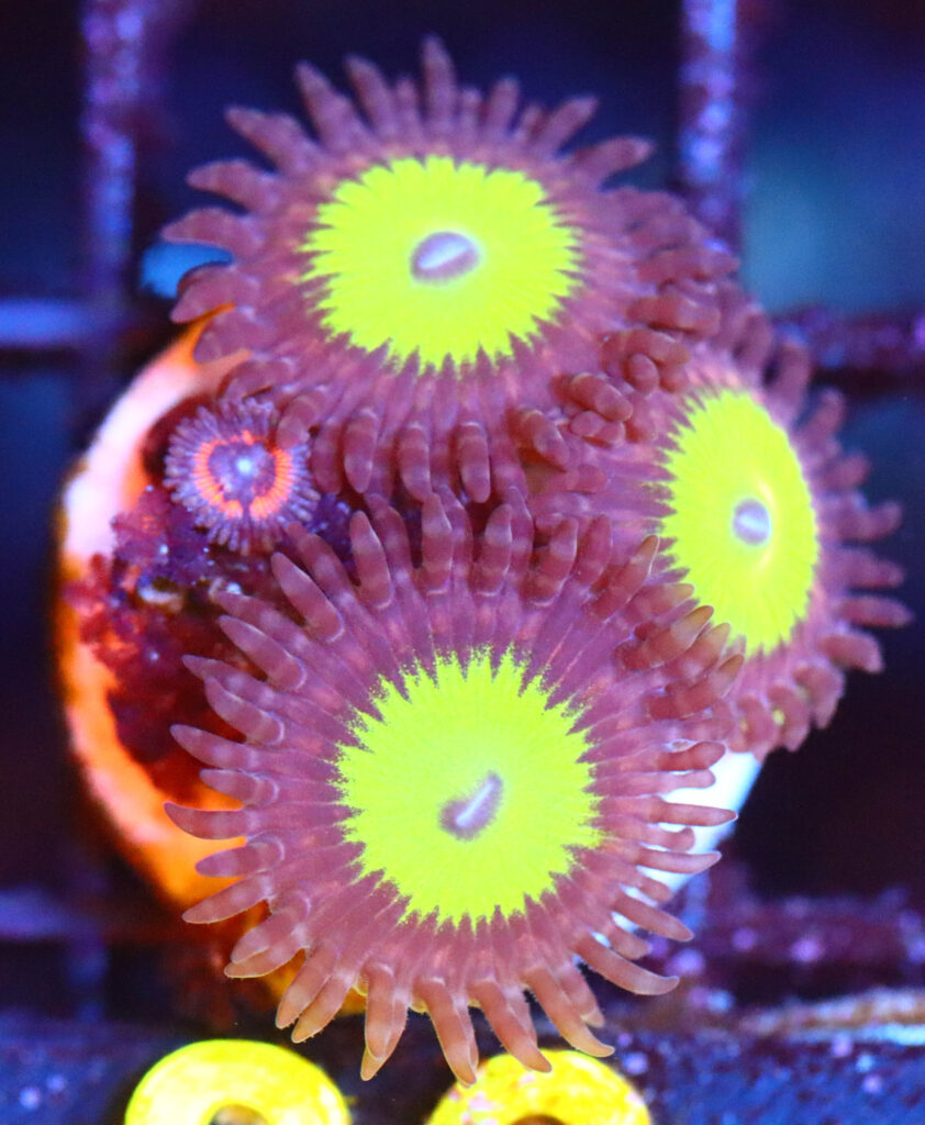 Frag Box Corals