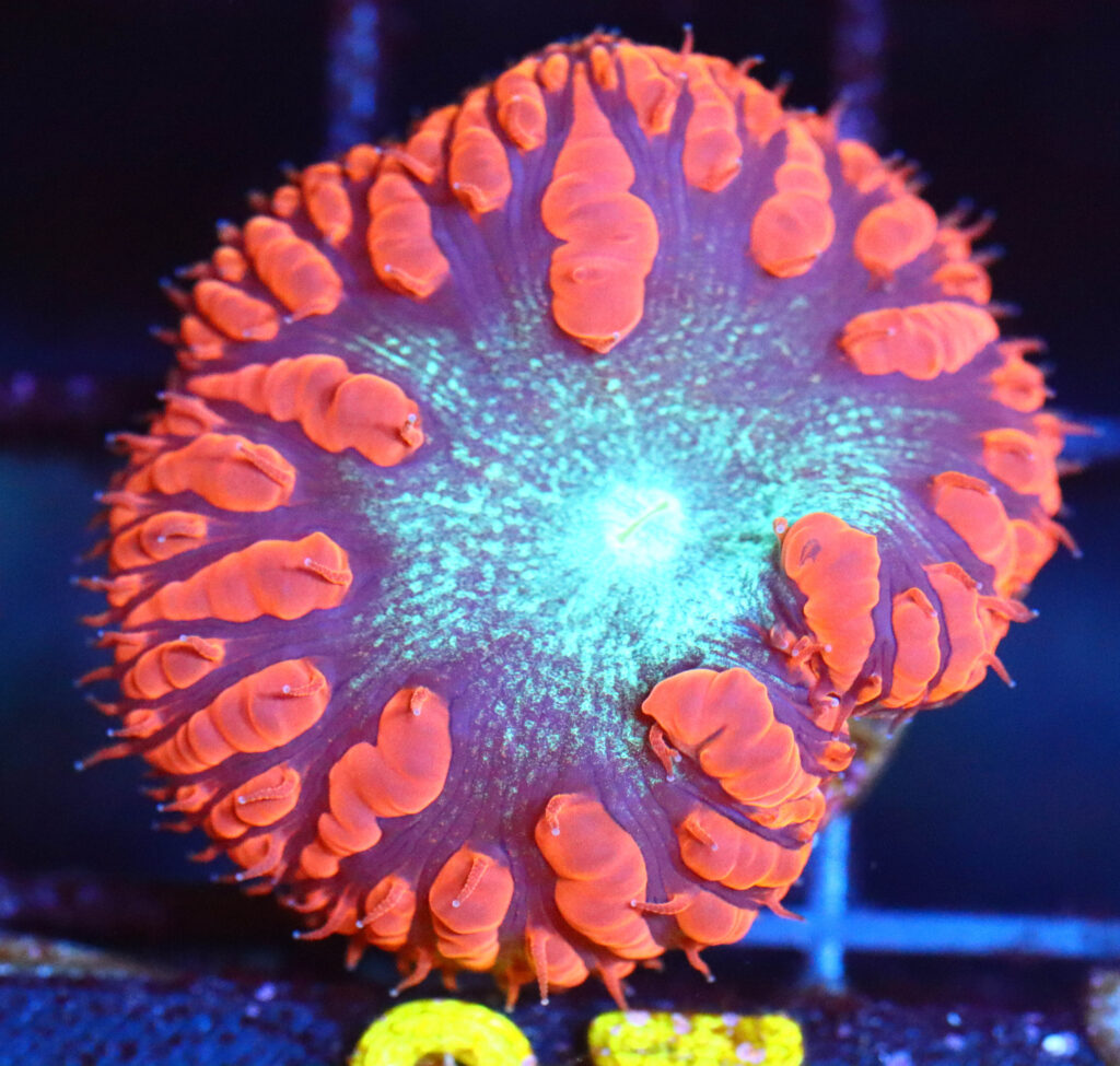 Frag Box Corals
