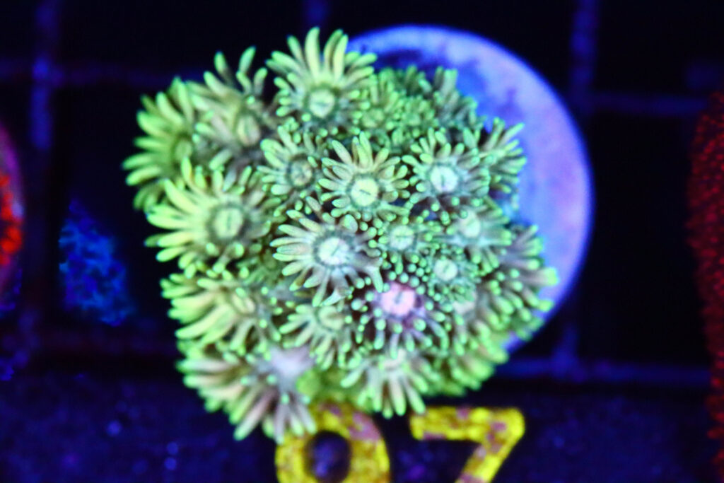 Frag Box Corals
