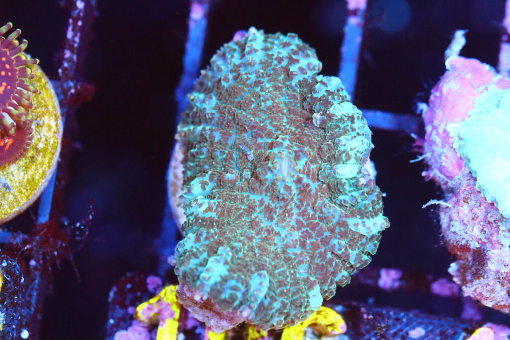 Frag Box Corals