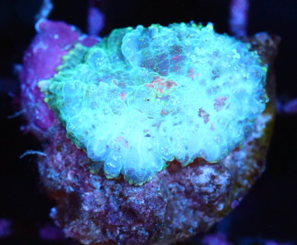 Frag Box Corals