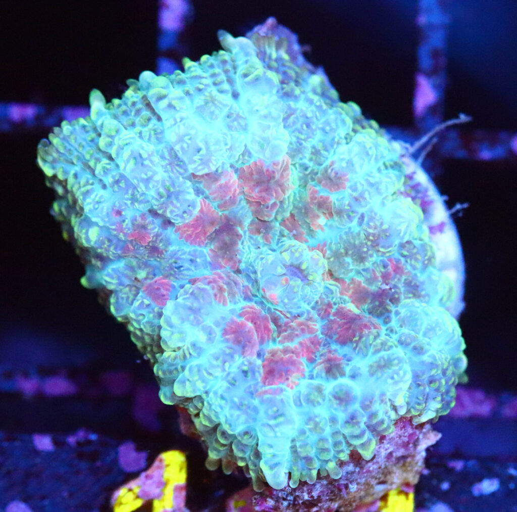 Frag Box Corals