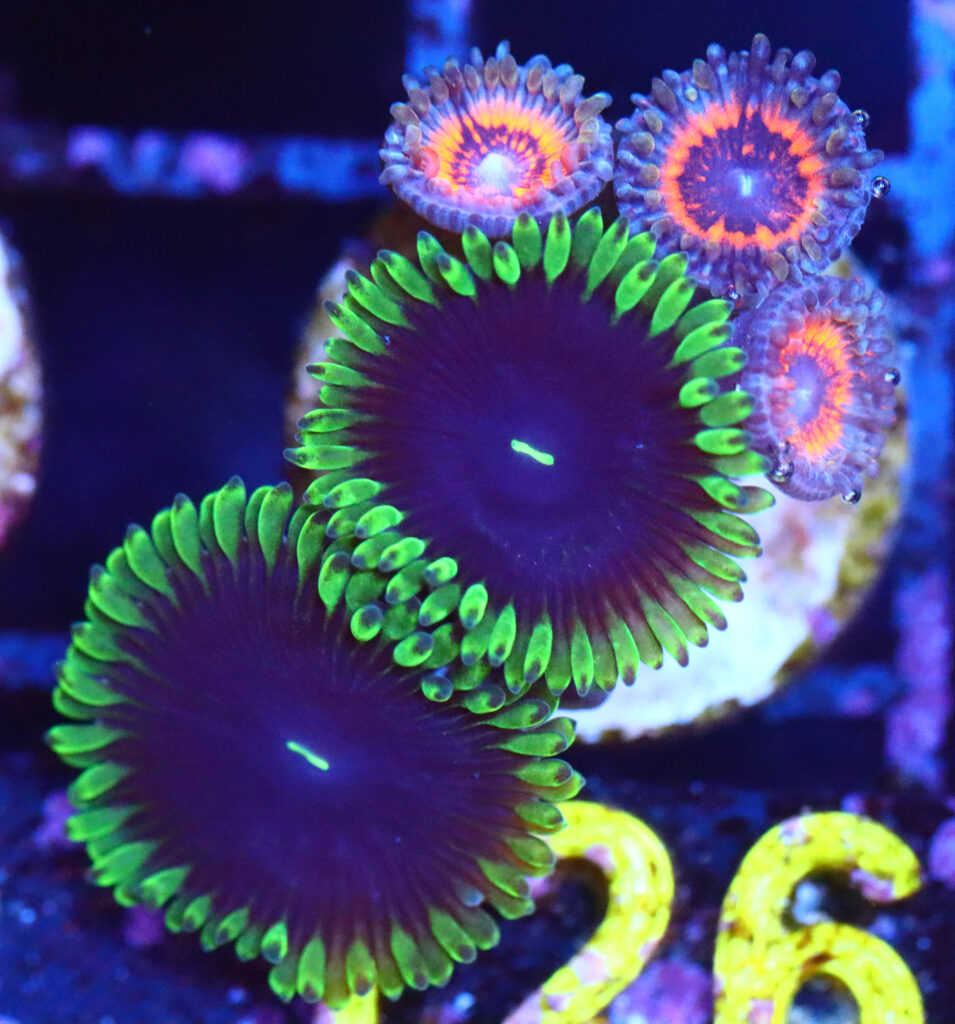 Frag Box Corals