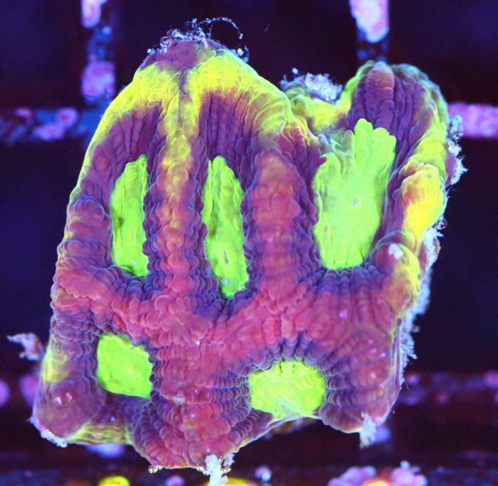 Frag Box Corals