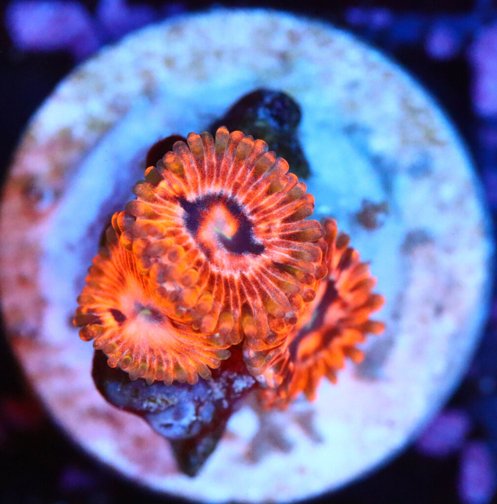 Frag Box Corals