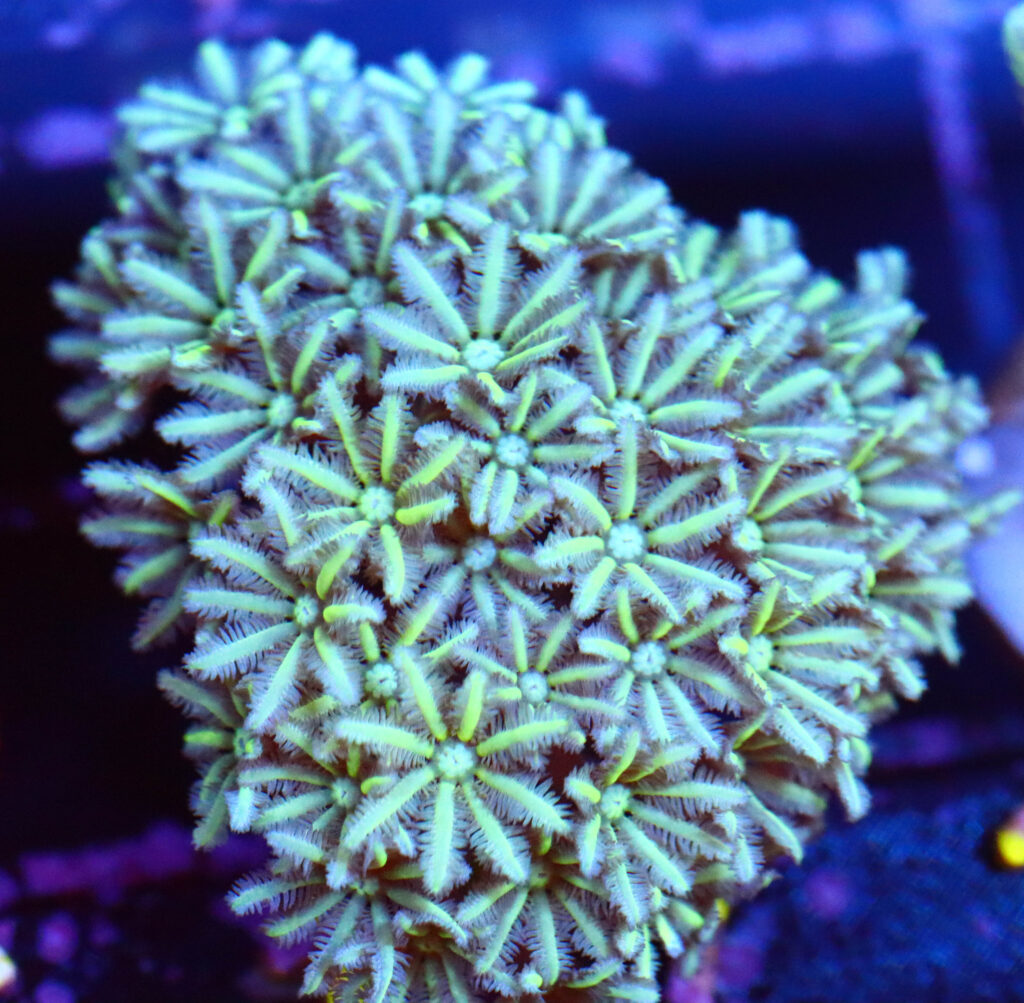 Frag Box Corals