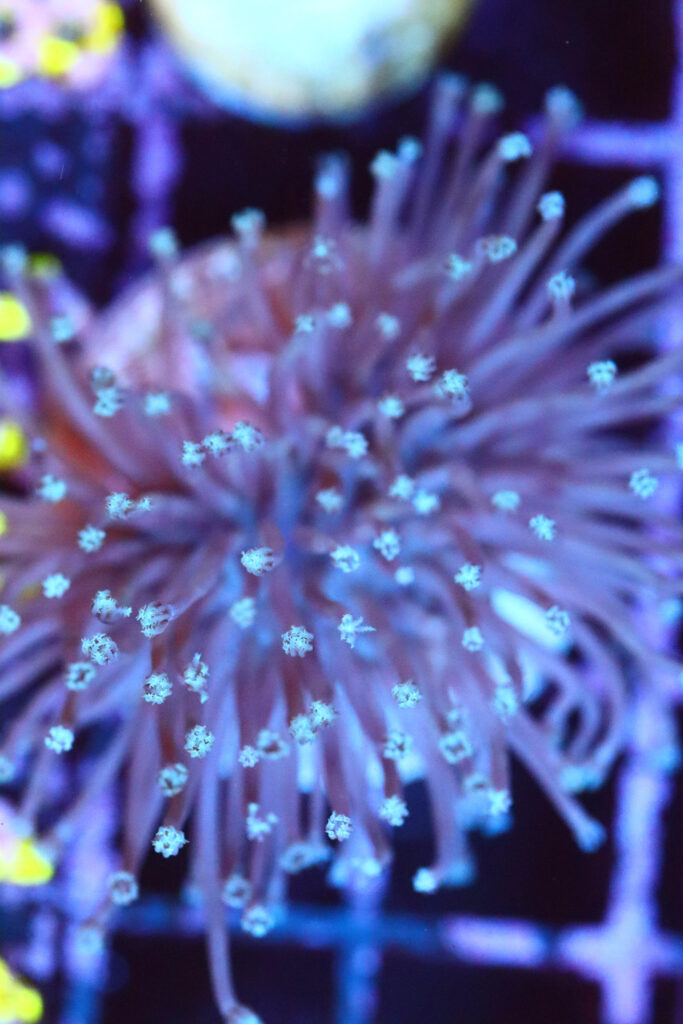 Frag Box Corals
