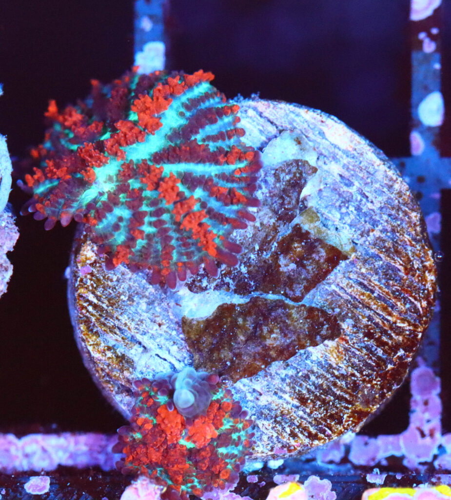 Frag Box Corals