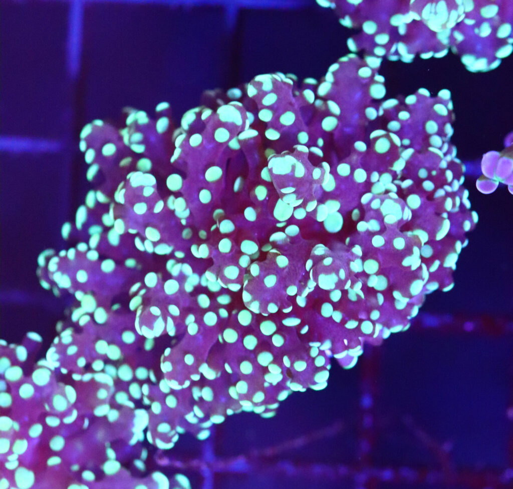 Frag Box Corals