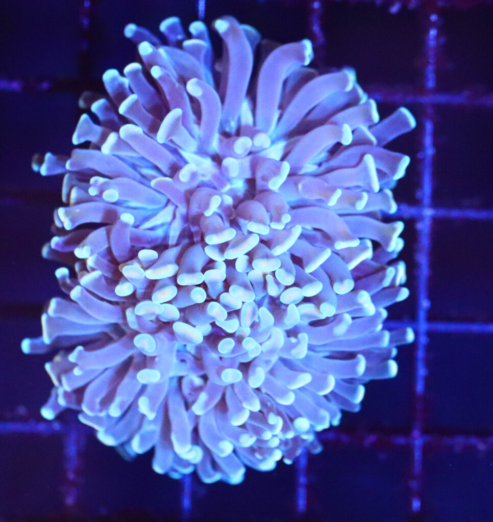 Frag Box Corals