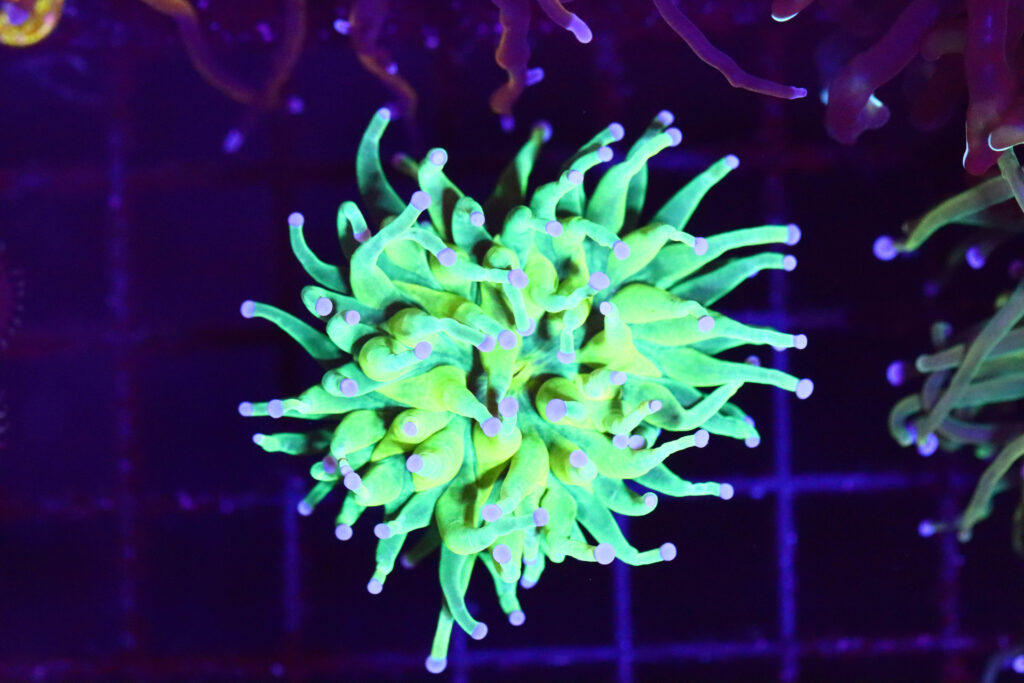 Frag Box Corals
