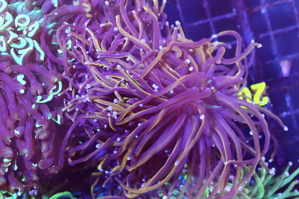 Frag Box Corals