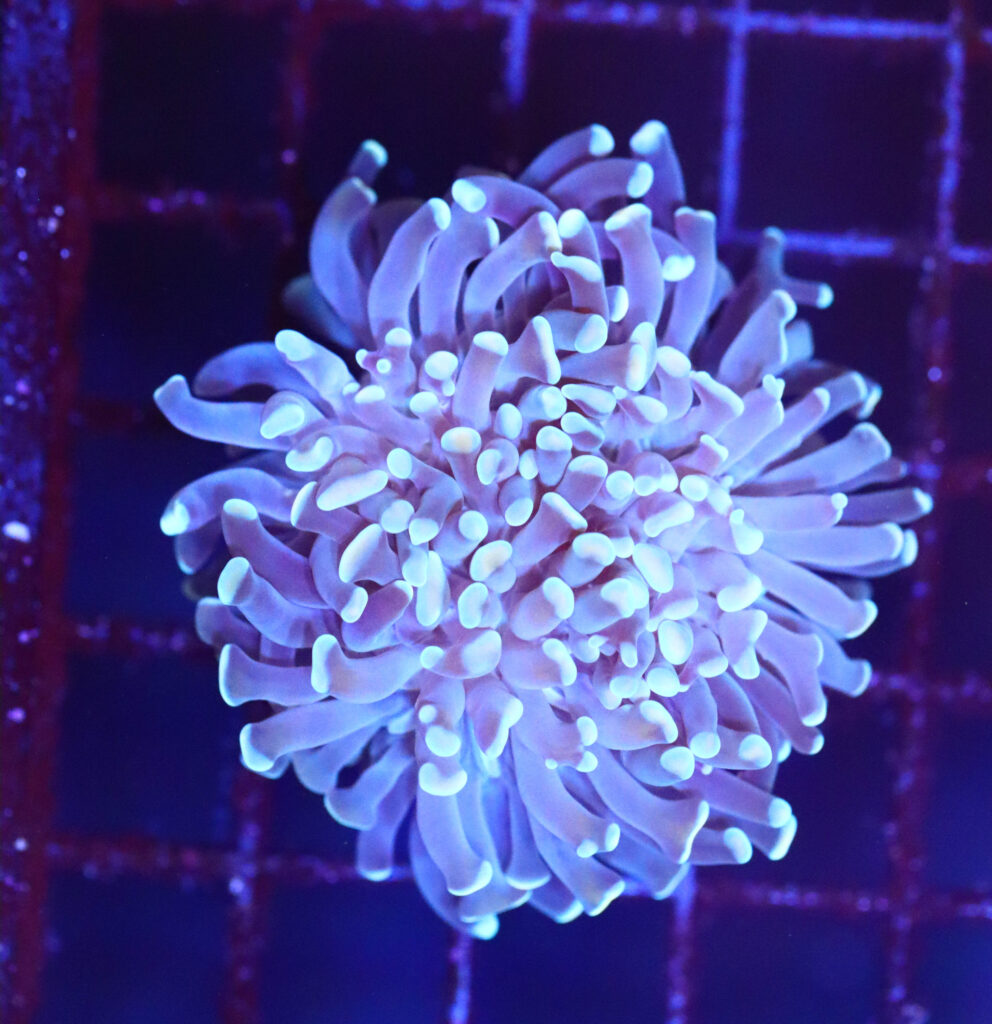 Frag Box Corals