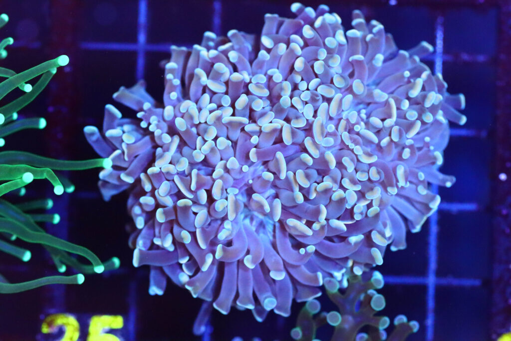 Frag Box Corals