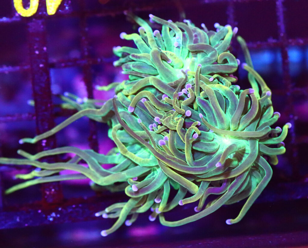 Frag Box Corals