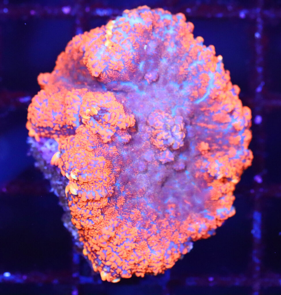 Frag Box Corals
