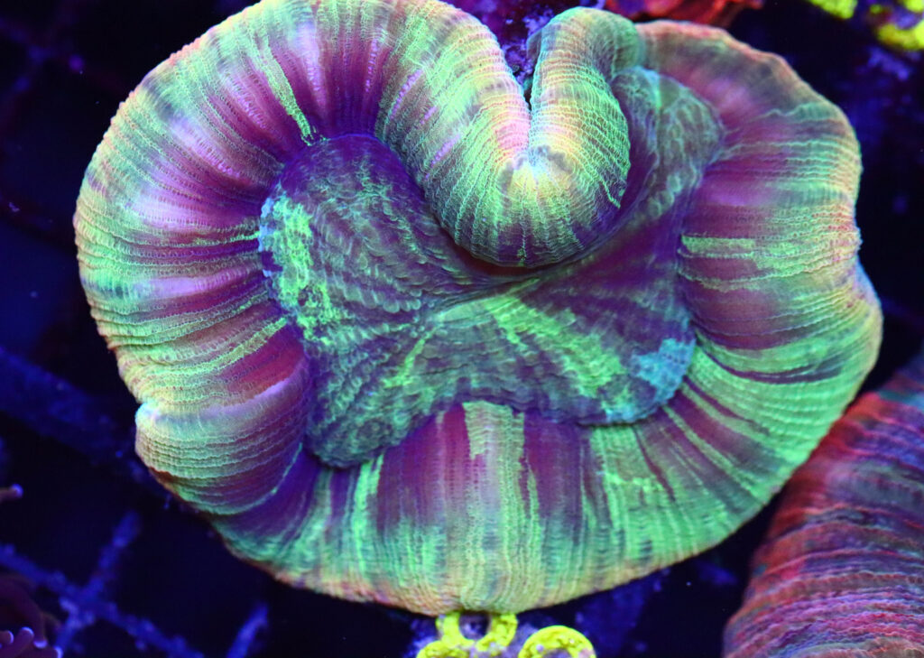Frag Box Corals